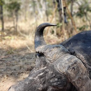 Buffalo Hunt Tanzania