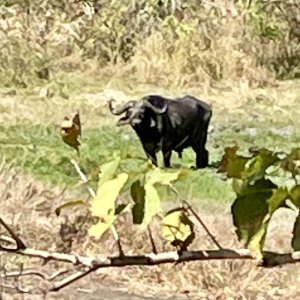 Buffalo Selous Game Reserve Tanzania