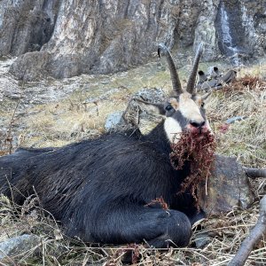 Carpathian Chamois