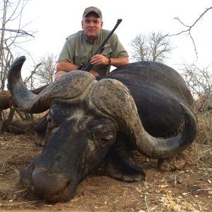 Buffalo Hunting