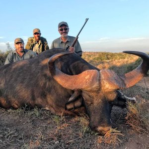 Buffalo Hunting Eastern Cape South Africa