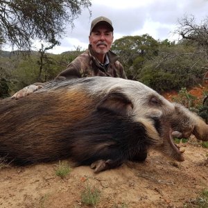 Bushpig Hunting Eastern Cape South Africa
