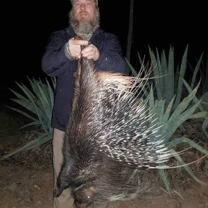 Porcupine Hunting Eastern Cape South Africa