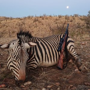 Harmann's Zebra Hunting Namibia