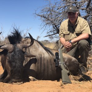 Blue Wildebeest Hunt Kalahari South Africa