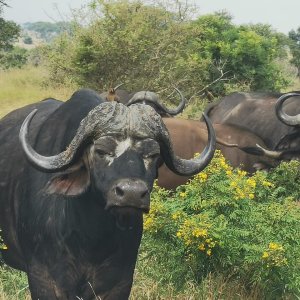 Buffalo Limpopo South Africa