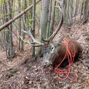 Red Stag Hunting Romania