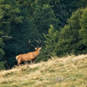 Red Stag Romania