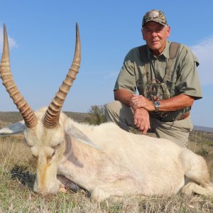 White Blesbok Hunting South Africa