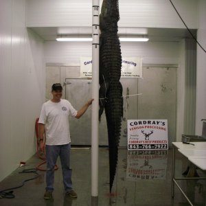 11 Foot 6 Inches Alligator Hunting