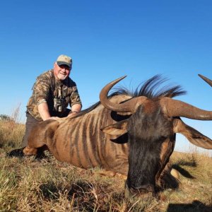 Blue Wildebeest Hunting