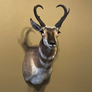 Pronghorn Shoulder Mount Taxidermy