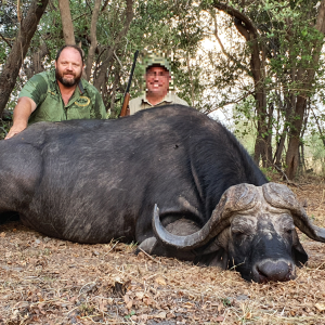 Buffalo Hunting Namibia