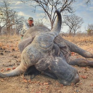 Kwalata Safaris Cape Buffalo Mozambique, 2021