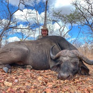 Kwalata Safaris Cape Buffalo Mozambique, 2021