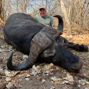 Kwalata Safaris Cape Buffalo Mozambique, 2021