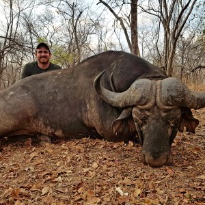 Kwalata Safaris Cape Buffalo Mozambique, 2021