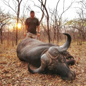 Kwalata Safaris Cape Buffalo Mozambique, 2021