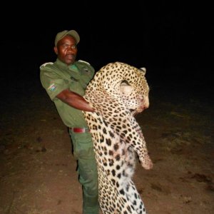 Leopard Hunting Kwalata Safaris