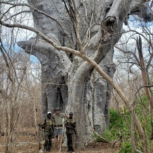 Baobab Tree Mozambique
