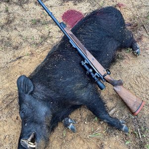 Boar Hunt Australia