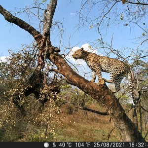 Leopard Trail Camera Tanzania