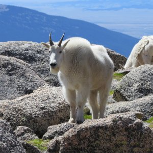 Mountain Goat Colorado