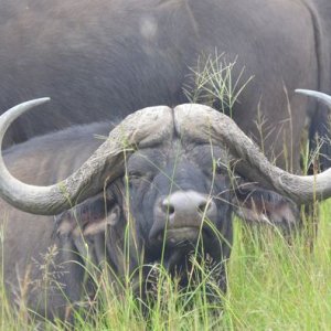 Buffalo Eastern Cape South Africa