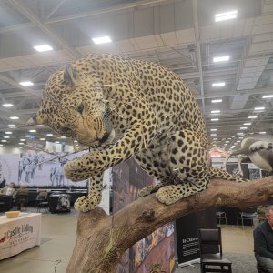 Leopard Full Mount Taxidermy