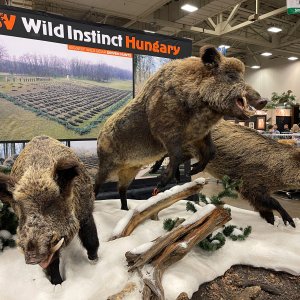 Wild Boar Full Mounts Taxidermy