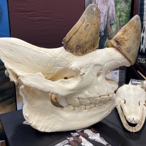 Rhino Skull