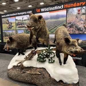 Wild Boar Full Mount Taxidermy