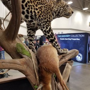 Leopard Full Mount Taxidermy