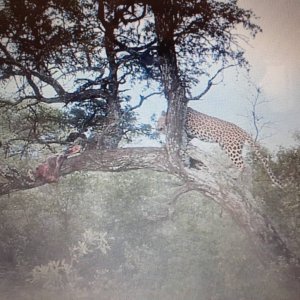 Leopard Trail Camera Botswana