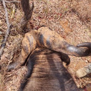 Buffalo Hunt South Africa