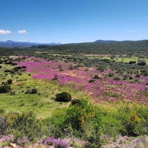 Wild Flowers Eastern Cape South Africa