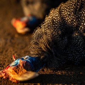 Guineafowl South Africa