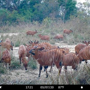 Bongo Central African Republic