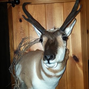 Pronghorn Shoulder Mount Taxidermy | AfricaHunting.com