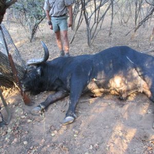 Buffalo Hunting