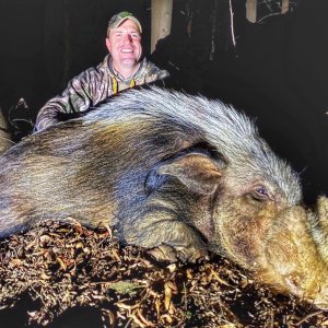 Bushpig Hunt South Africa