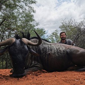 Buffalo Hunting South Africa