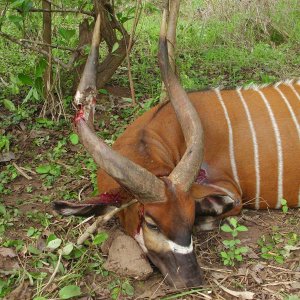 Bongo Hunting Central African Republic C.A.R.