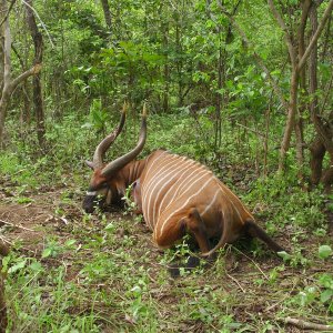 Bongo Hunting Central African Republic C.A.R.