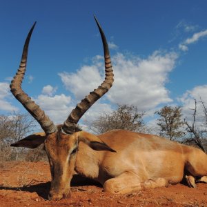 Impala Hunting South Africa