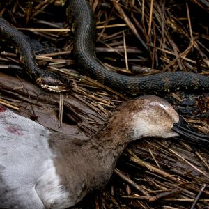 Duck Hunting South Carolina