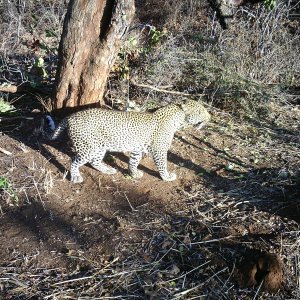 Leopard Trail Camera Tanzania