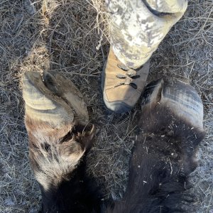 Bison Hooves