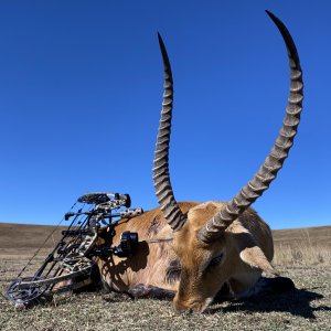 Lechwe Bow Hunting Limpopo South Africa