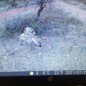 Spotted Hyena Trail Camera South Africa